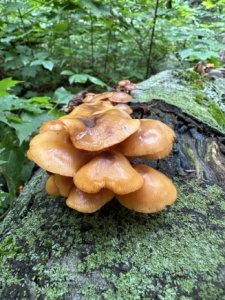 mushrooms on a lichen-covered log in the woods