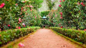 A table in the middle of the Garden. Rose flowers and pink flowers spread through the garden.