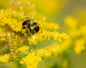 Bumblebee on goldenrod flower