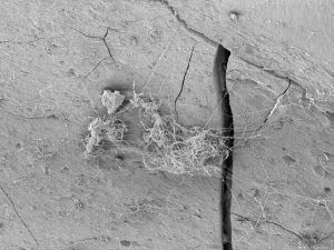 Fungi substrate
