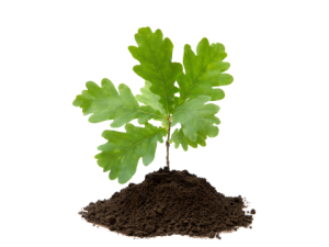 An oak seedling growing in a mount of dirt