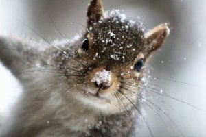 Squirrel with snow on nose