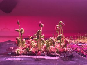 A patch of sprouting beans on a table coated in neon pink light.