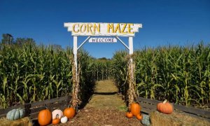 Image Imported from Maize Pages