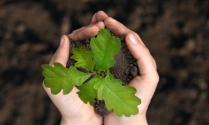 Image features two hands holding an oak sapling