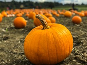 Pumpkin sitting in a pumpkin patch