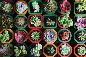 Succulents lined together in rows