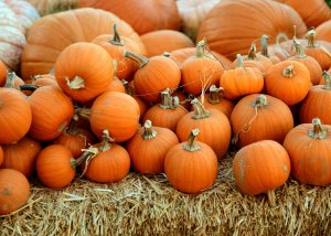 The Pumpkin Patch