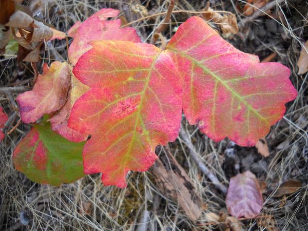Toxicodendron diversilobum