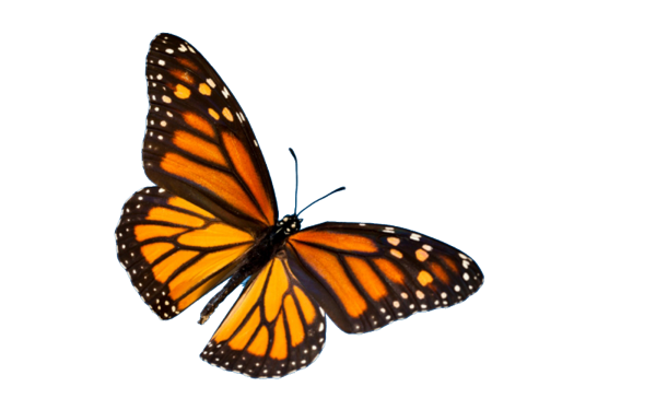 Butterfly Festival