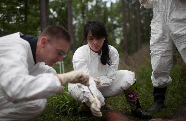Sibyl Bucheli taking an insect sample from beneath a body.