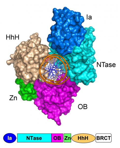 molecular diagram