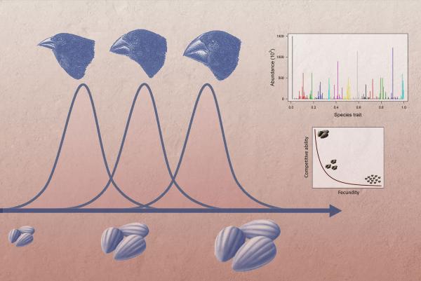 graphic showing birds, beaks, seeds