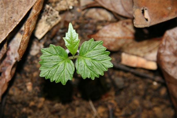 tree seedling