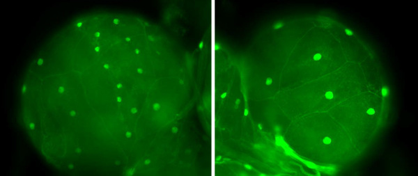 green microscopic image
