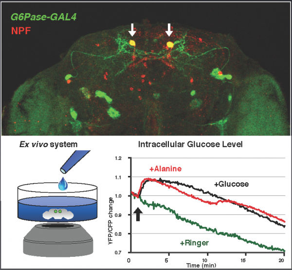 graphic showing micro image and chart of intercellular glucose levels over time
