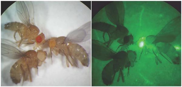 Drosophila