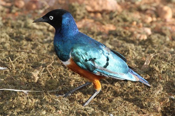 blue bird