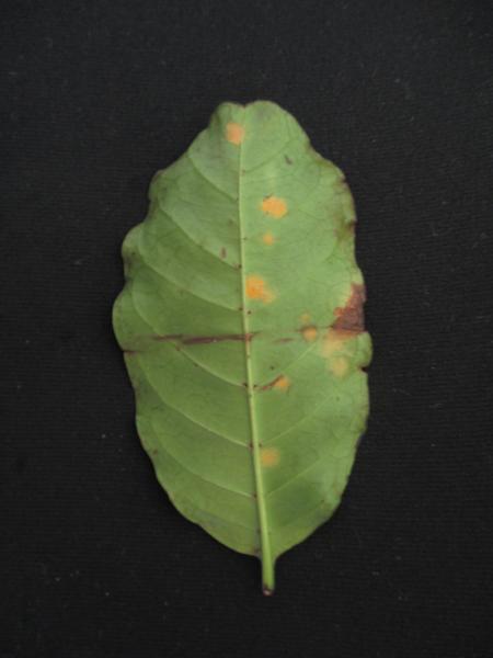 coffee leaf rust