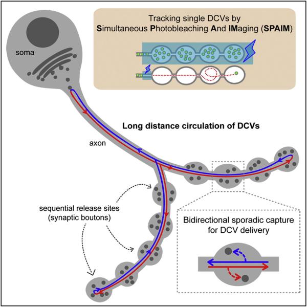 diagram of dcvs on neuron
