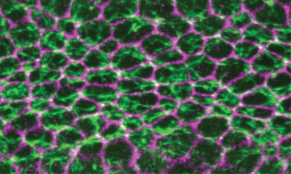 microscopic image of tissue