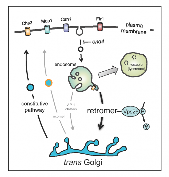 diagram of golgi pathway