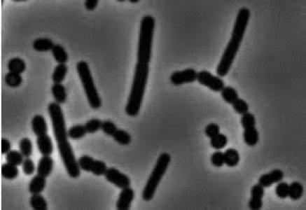 bacteria