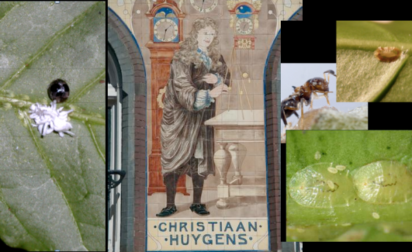 Shade coffee ecosystem and Christiaan Huygens