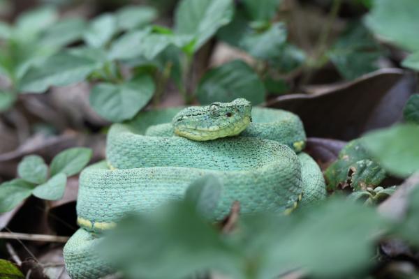 green snake