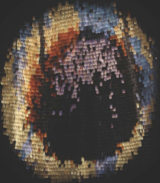 butterfly wing close-up