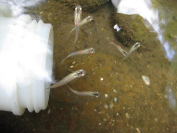 fishes