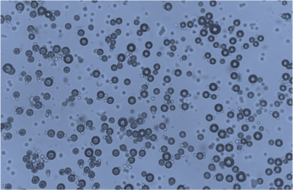 Cells