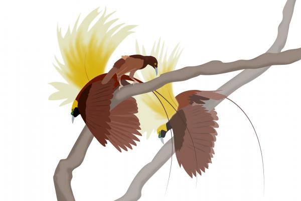birds on branch