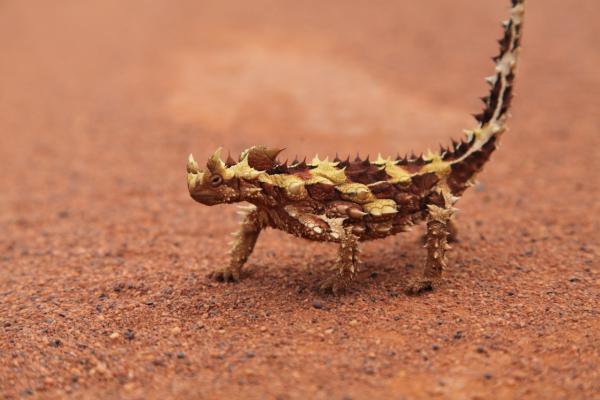 Lizard