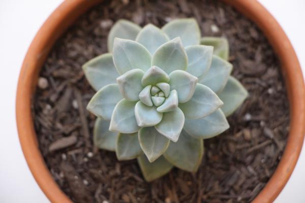 Succulent photo