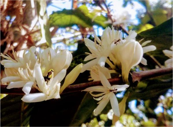 ants on flowers