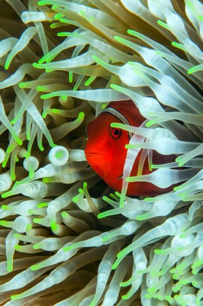 Peekaboo — Anemonefish, taken in Papua New Guinea by Lucy S. Wu. High resolution version available upon request.