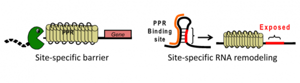 cartoon of RNA remodeling