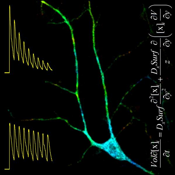 modeling chloride dynamics, cell image and formula