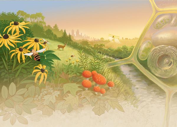 Drawing of nature scenes by John Megahan