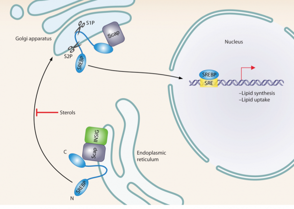 cartoon of cell with molecules involved in lipid metabolism