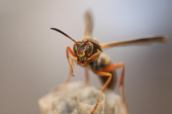 wasp