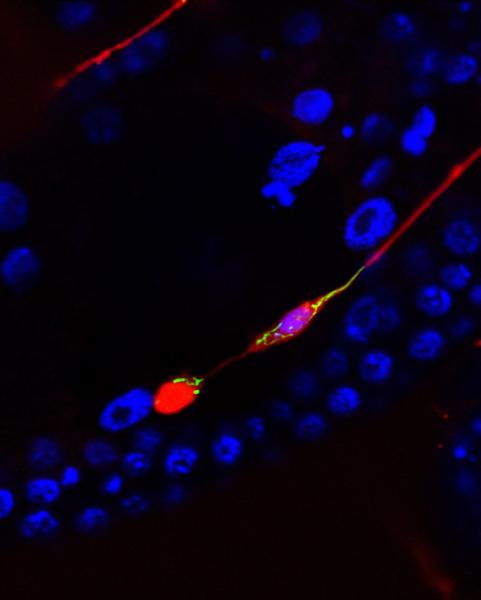 microscope image stained tissue