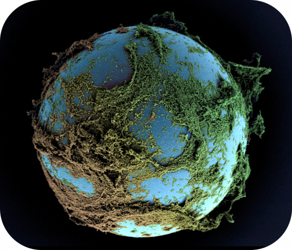 globe with biofilms