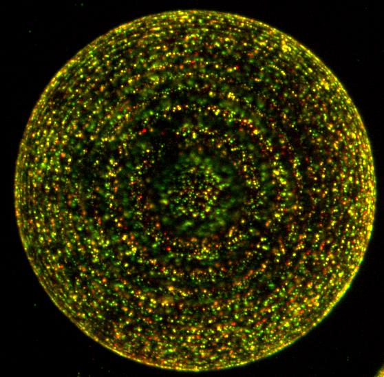 microscope photo