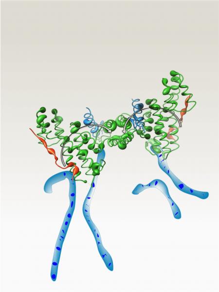 telomere drawing