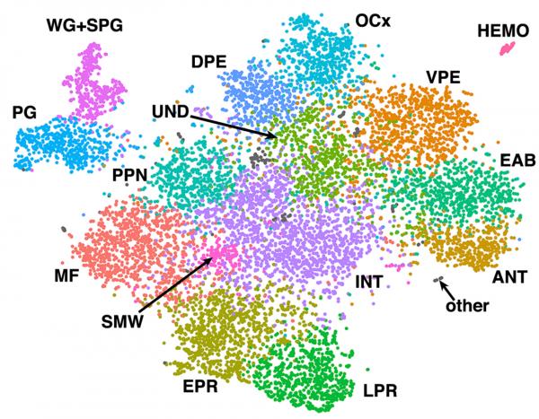 dots of color of different cell times