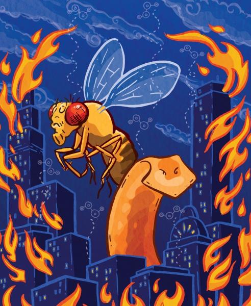 cartoon of large Drosophila fly and city in flames