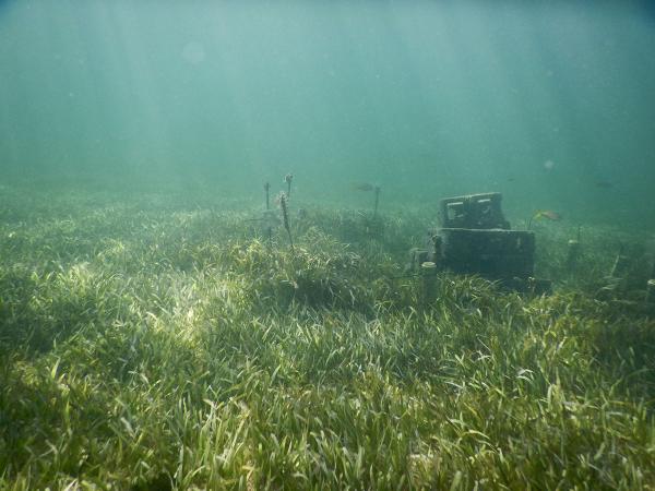 underwater cinder block reef and seagrass