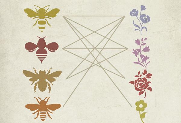 chart showing 4 pollinators on one side with lines connecting and overlapping to 4 different flowers on the other side
